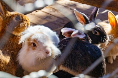 Rabbit as Element of Judicial Independence