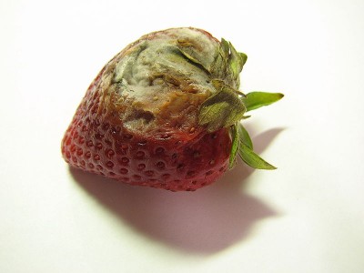 Rotting_strawberry