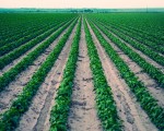 800px-Lower_Arkansas_Valley_Agriculture