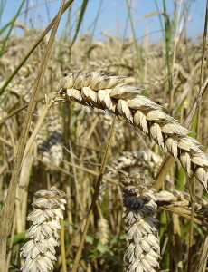800px-Wheat_close-up