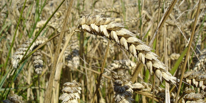 800px-Wheat_close-up