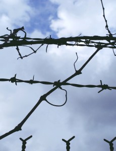 Tangled Barbed Wire