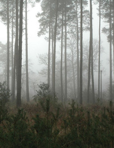 800px-Forest_in_mist