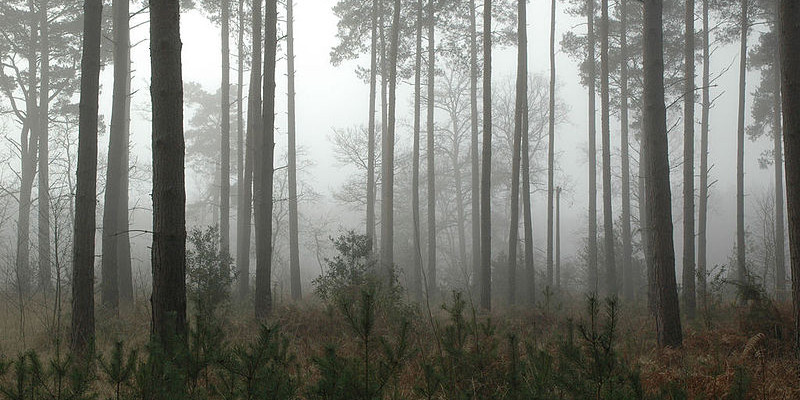 800px-Forest_in_mist