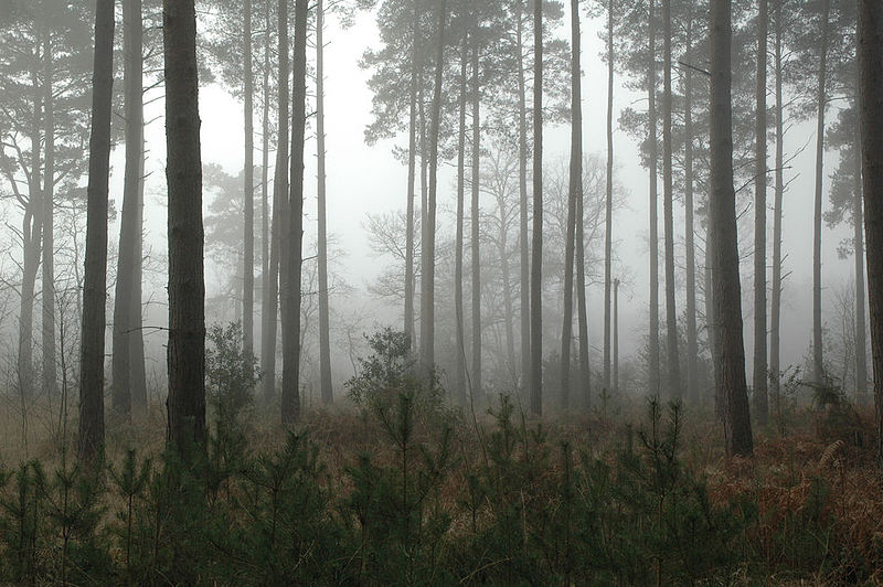 800px-Forest_in_mist