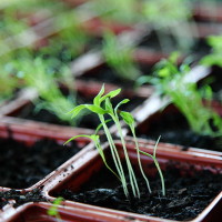 Free_Organic_Green_Spring_Plant_Seedlings_in_Natural_Window_Light_Creative_Commons_(8658017263)