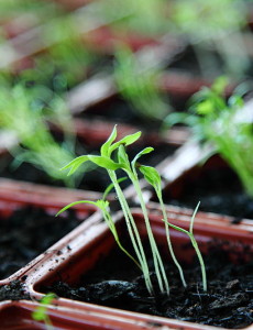 Free_Organic_Green_Spring_Plant_Seedlings_in_Natural_Window_Light_Creative_Commons_(8658017263)
