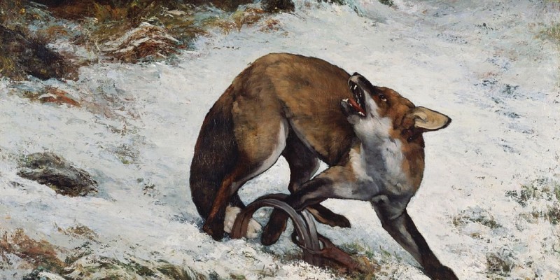 Courbet_Fox_Caught_in_a_Trap-animal-trap