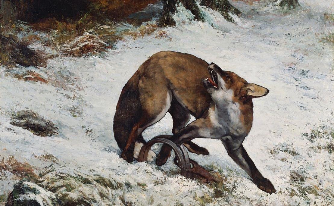 Courbet_Fox_Caught_in_a_Trap-animal-trap