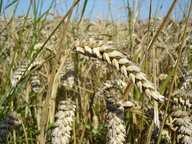 Comparative Assessment of Ukrainian Grain Export Policies