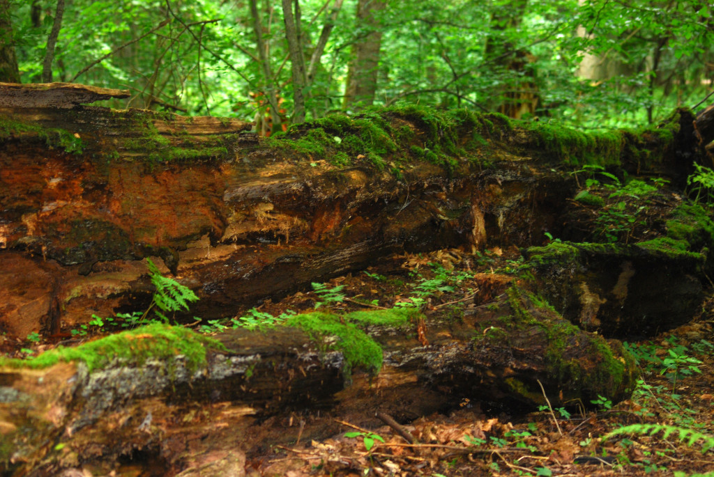 Poland’s <i>Illegal</i> Natural Heritage