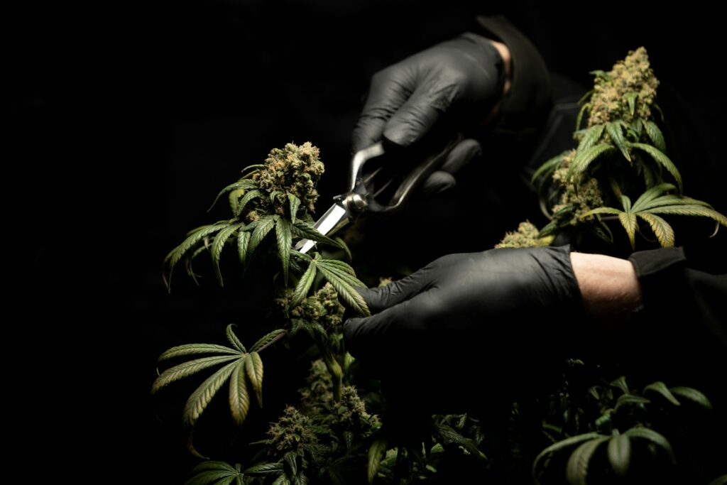Marijuana Legalization: True Freedom or Just New Form of Control? Marijuana Legalization: True Freedom or Just New Form of Control?